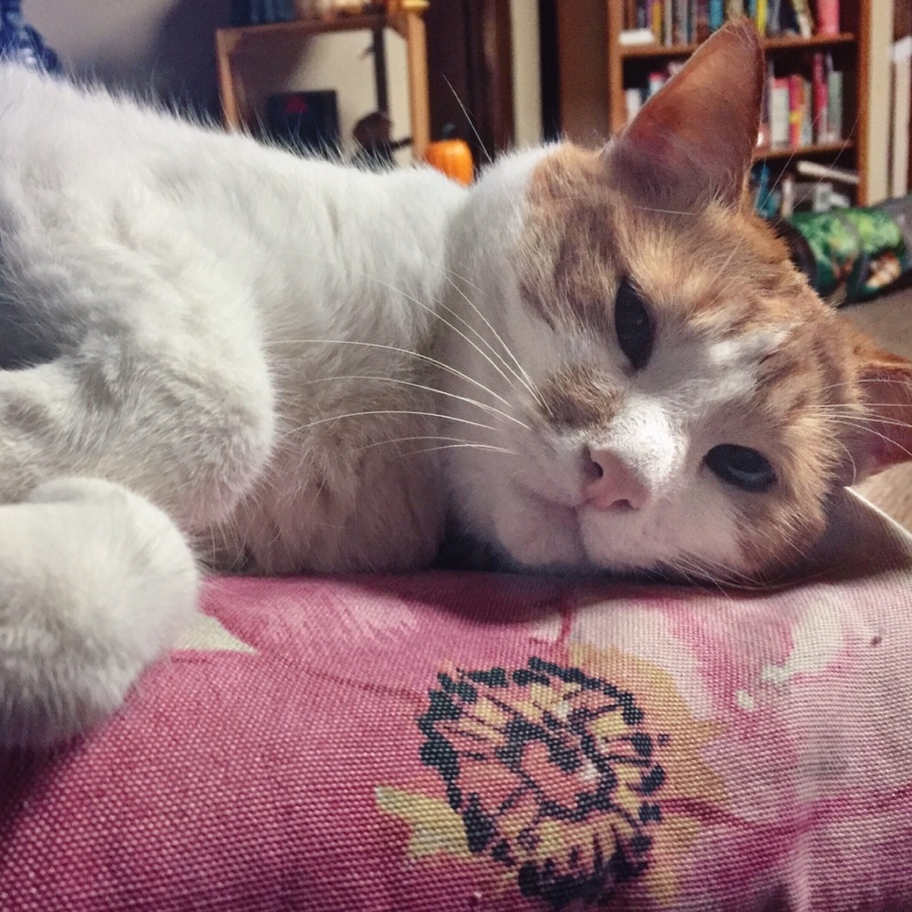 Meet your Posher, Cassandra